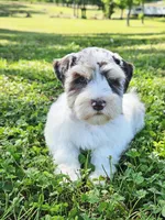 Ckc blue eyed Pete, a male Miniature Schnauzer for sale in Clanton, AL – 1 of 5