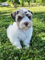Ckc blue eyed Pete, a male Miniature Schnauzer for sale in Clanton, AL – 2 of 5