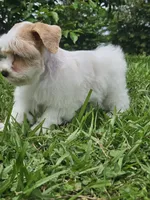 Reed , a male Miniature Schnauzer for sale in Clanton, AL – 2 of 4