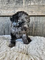 Merle , a male Poodle - Toy  for sale in Clanton, AL – 3 of 3
