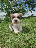 Mia, a female Miniature Schnauzer for sale in Clanton, AL – 2 of 4