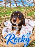 Rocky, a male Miniature Dachshund for sale in Clanton, AL – 1 of 1