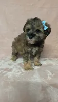 AKC Cindy , a female Miniature Schnauzer for sale in Clanton, AL – 2 of 2