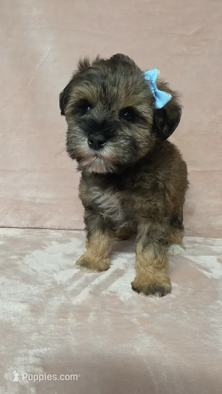 AKC Cindy  – Miniature Schnauzer puppy for sale in Clanton, AL