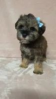 AKC Cindy , a female Miniature Schnauzer for sale in Clanton, AL – 1 of 2
