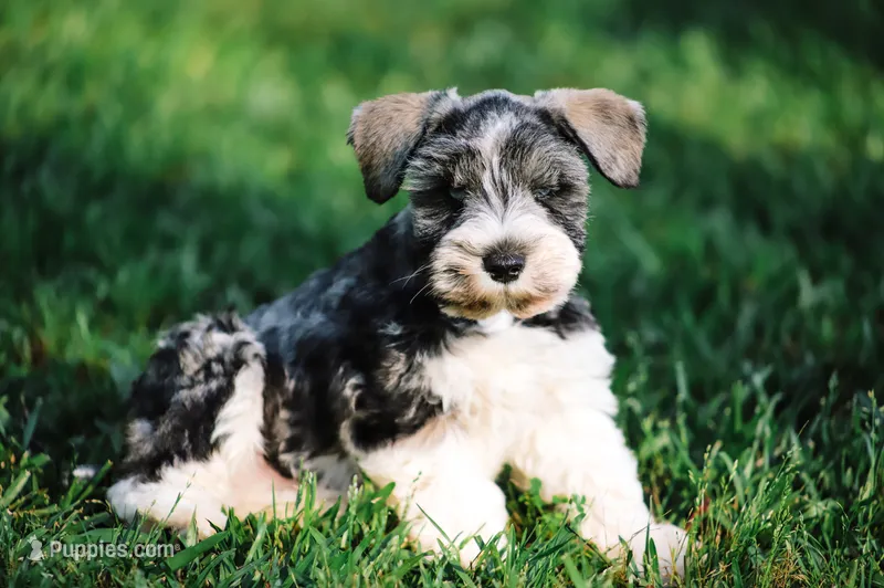 Ckc blue eyed Tony  – Miniature Schnauzer puppy for sale in Clanton, AL