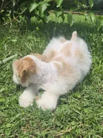 Sherman , a male Miniature Schnauzer for sale in Clanton, AL – 5 of 5
