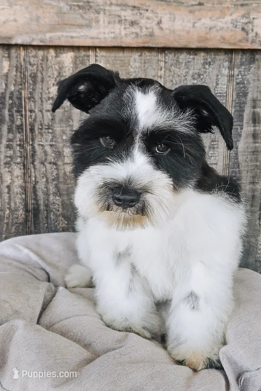 Akc leroy – Miniature Schnauzer puppy for sale in Clanton, AL
