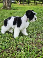 Akc leroy, a male Miniature Schnauzer for sale in Clanton, AL – 3 of 5