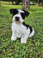 Akc leroy, a male Miniature Schnauzer for sale in Clanton, AL – 1 of 5