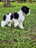 Akc leroy, a male Miniature Schnauzer for sale in Clanton, AL – 4 of 5