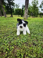 Akc leroy, a male Miniature Schnauzer for sale in Clanton, AL – 2 of 5