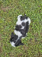 Akc leroy, a male Miniature Schnauzer for sale in Clanton, AL – 5 of 5