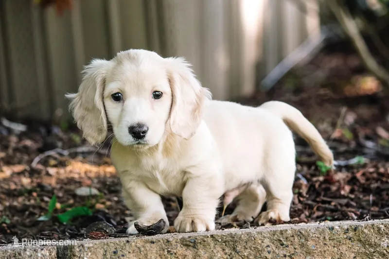 Danny – Miniature Dachshund puppy for sale in Clanton, AL
