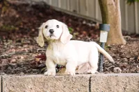 Danny, a male Miniature Dachshund for sale in Clanton, AL – Photo 2 of 2
