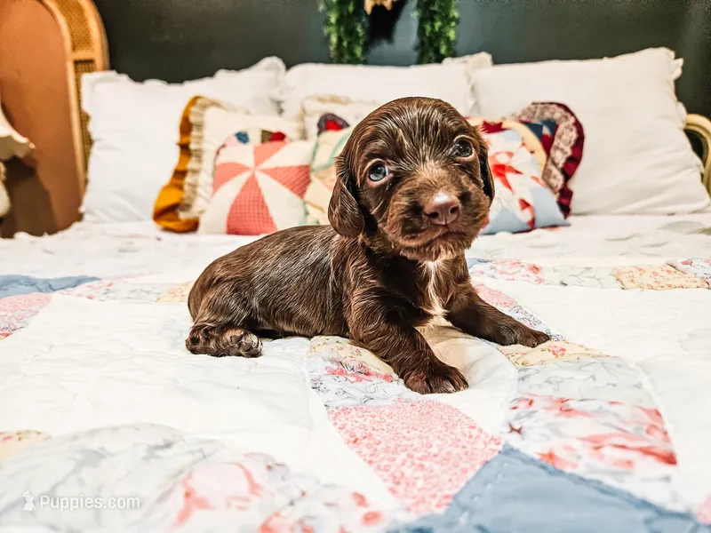 Malibu  – Miniature Dachshund puppy for sale in Clanton, AL