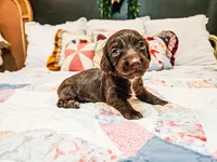 Malibu , a female Miniature Dachshund for sale in Clanton, AL – 1 of 4