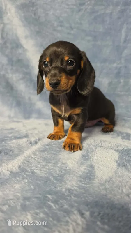 Petie  – Dachshund, Miniature Dachshund puppy for sale in Clanton, AL