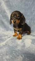 Petie , a male Dachshund and Miniature Dachshund for sale in Clanton, AL – 1 of 1