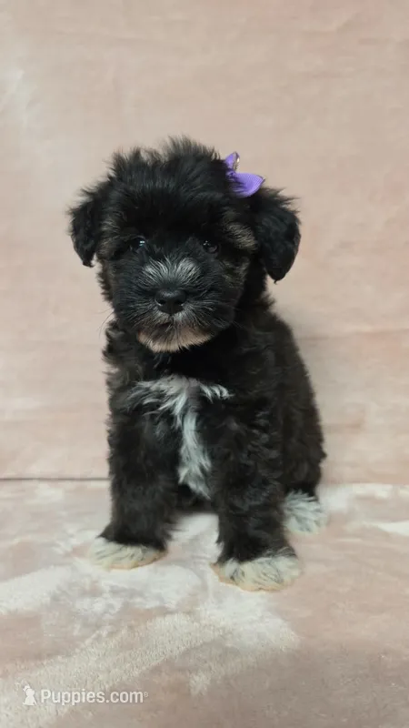  AKC Nelda – Miniature Schnauzer puppy for sale in Clanton, AL