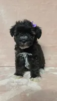  AKC Nelda, a female Miniature Schnauzer for sale in Clanton, AL – 1 of 2