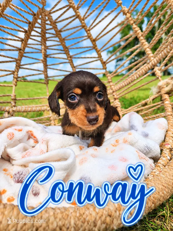 Conway – Miniature Dachshund puppy for sale in Clanton, AL
