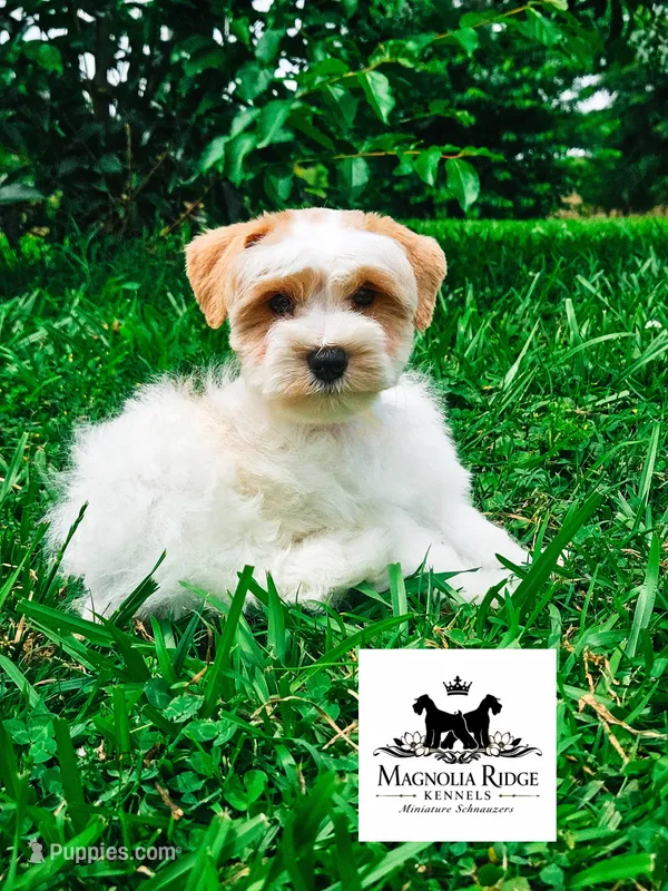 Reed  – Miniature Schnauzer puppy for sale in Clanton, AL