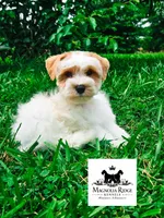 Reed , a male Miniature Schnauzer for sale in Clanton, AL – 1 of 4