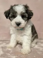 Kevin, a male Miniature Schnauzer for sale in Clanton, AL – 3 of 4
