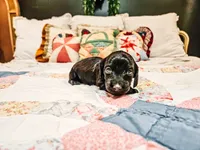 Mimosa , a male Miniature Dachshund for sale in Clanton, AL – 1 of 4