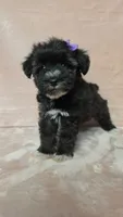  AKC Nelda, a female Miniature Schnauzer for sale in Clanton, AL – 2 of 2
