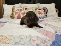Tito, a male Miniature Dachshund for sale in Clanton, AL – 3 of 3