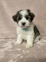 Kevin, a male Miniature Schnauzer for sale in Clanton, AL – 2 of 4
