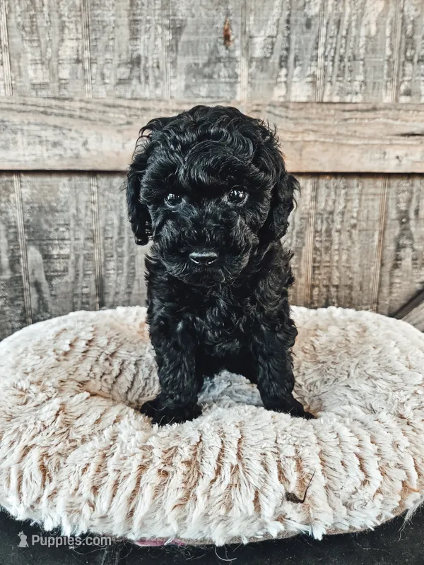 Blackie – Poodle - Toy  puppy for sale in Clanton, AL