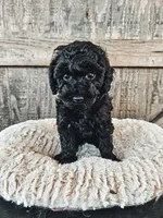 Blackie, a male Poodle - Toy  for sale in Clanton, AL – 1 of 2