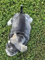 Ckc blue eyed Tony , a male Miniature Schnauzer for sale in Clanton, AL – 4 of 4
