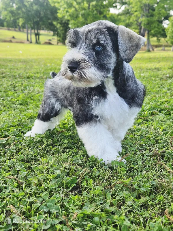 Ckc blue eyed Tony  – Miniature Schnauzer puppy for sale in Clanton, AL