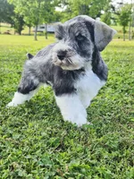 Ckc blue eyed Tony , a male Miniature Schnauzer for sale in Clanton, AL – 2 of 4