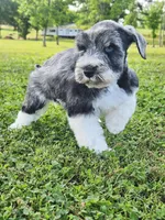 Ckc blue eyed Tony , a male Miniature Schnauzer for sale in Clanton, AL – 3 of 4