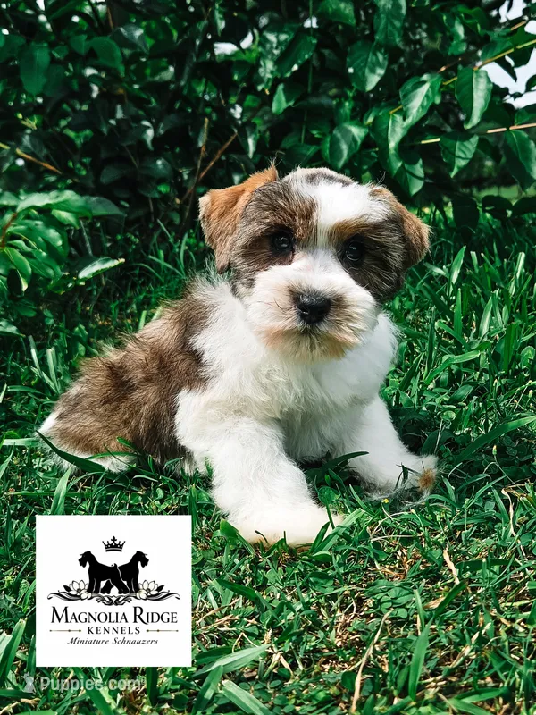 Kevin – Miniature Schnauzer puppy for sale in Clanton, AL
