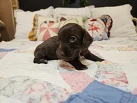 Malibu , a female Miniature Dachshund for sale in Clanton, AL – 4 of 4
