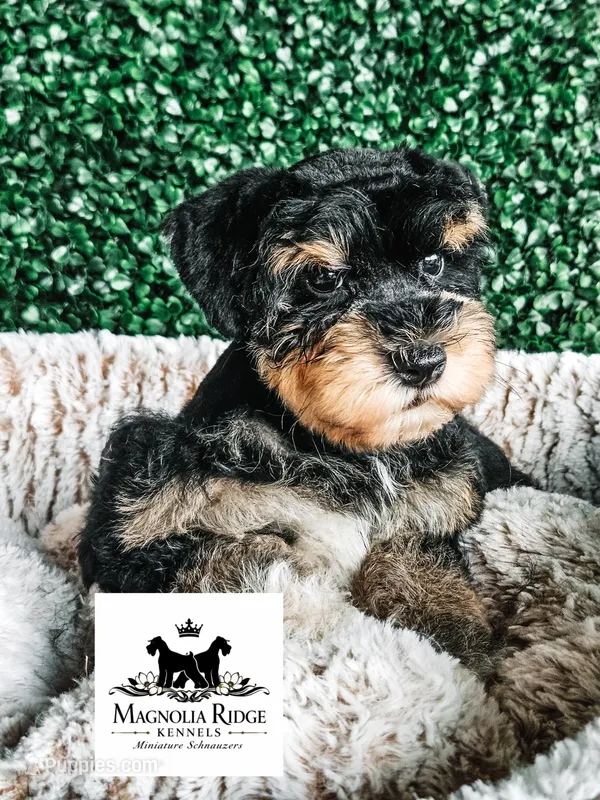 Cane  – Miniature Schnauzer puppy for sale in Clanton, AL
