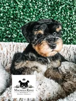 Cane , a male Miniature Schnauzer for sale in Clanton, AL – 1 of 3