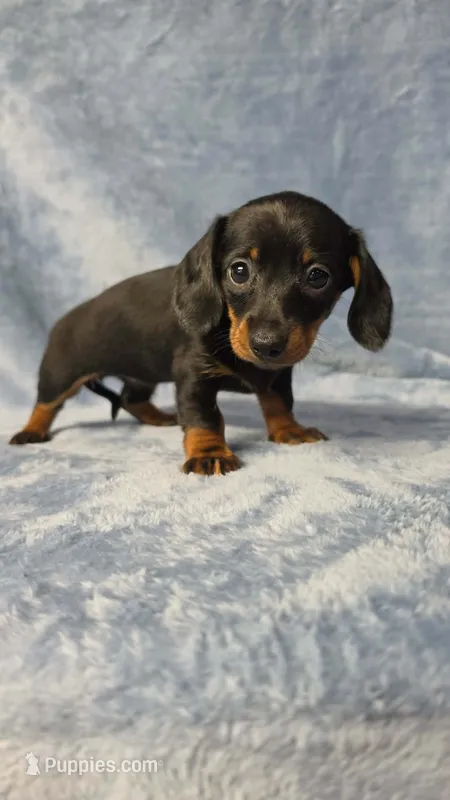 Petunia  – Dachshund, Miniature Dachshund puppy for sale in Clanton, AL