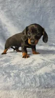 Petunia , a female Dachshund and Miniature Dachshund for sale in Clanton, AL – 1 of 1