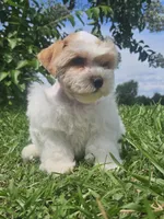 Sherman , a male Miniature Schnauzer for sale in Clanton, AL – 2 of 5