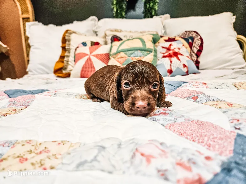 Tito – Miniature Dachshund puppy for sale in Clanton, AL