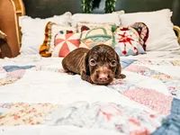 Tito, a male Miniature Dachshund for sale in Clanton, AL – 1 of 3