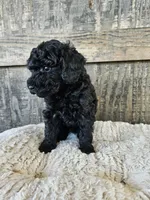 Blackie, a male Poodle - Toy  for sale in Clanton, AL – 2 of 2