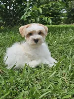 Reed , a male Miniature Schnauzer for sale in Clanton, AL – 4 of 4